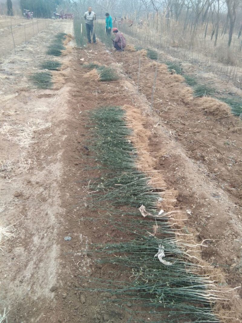 【枸橘苗篱笆墙】枸橘苗批发砧木苗枸橘苗批发价枸橘苗基地
