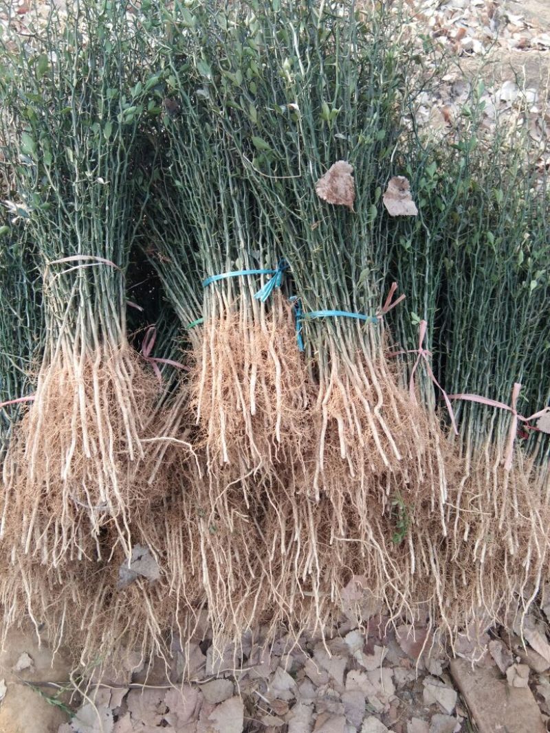 【枸橘苗篱笆墙】枸橘苗批发砧木苗枸橘苗批发价枸橘苗基地