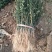 【枸橘苗篱笆墙】枸橘苗批发砧木苗枸橘苗批发价枸橘苗基地