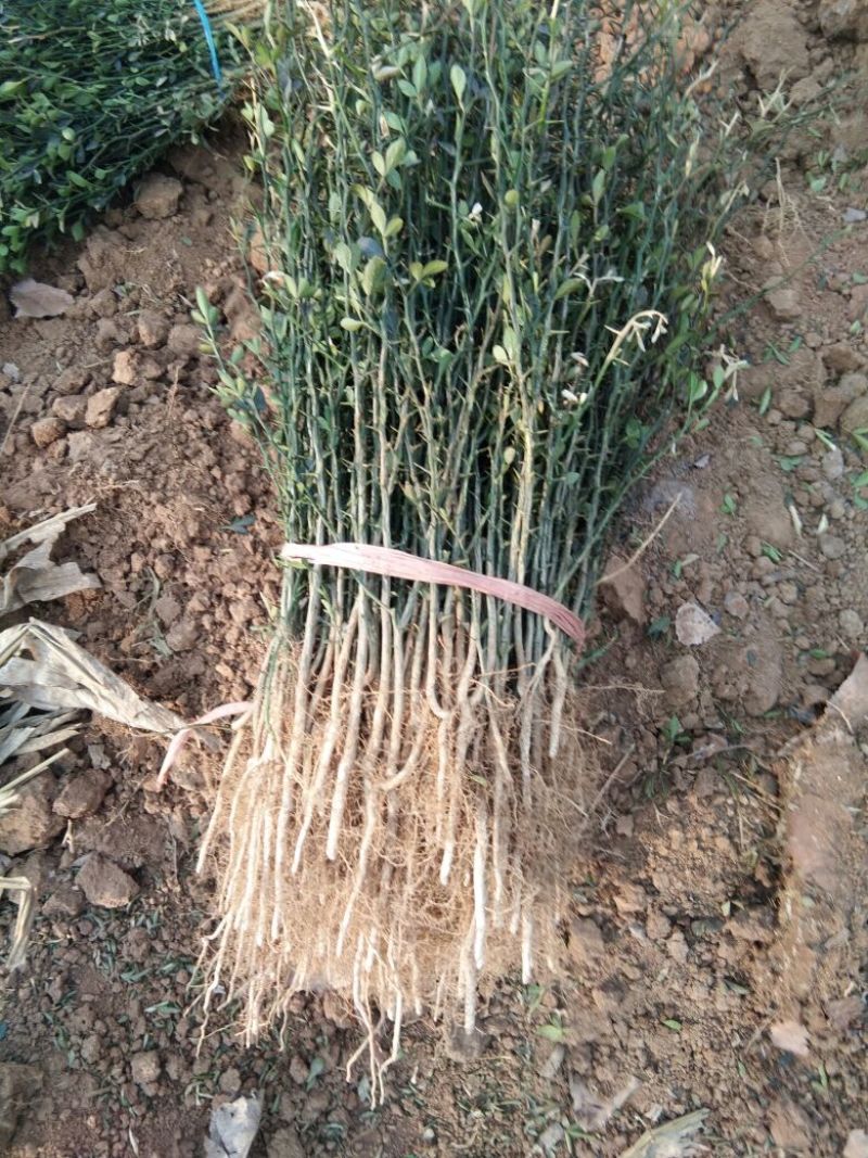 【枸橘苗篱笆墙】枸橘苗批发砧木苗枸橘苗批发价枸橘苗基地