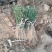 【枸橘苗篱笆墙】枸橘苗批发砧木苗枸橘苗批发价枸橘苗基地