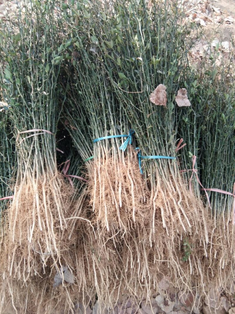 【枸橘苗篱笆墙】枸橘苗批发砧木苗枸橘苗批发价枸橘苗基地