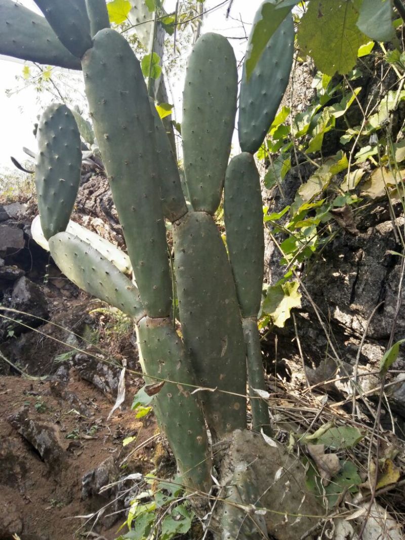积石柳野生值物仙人掌，