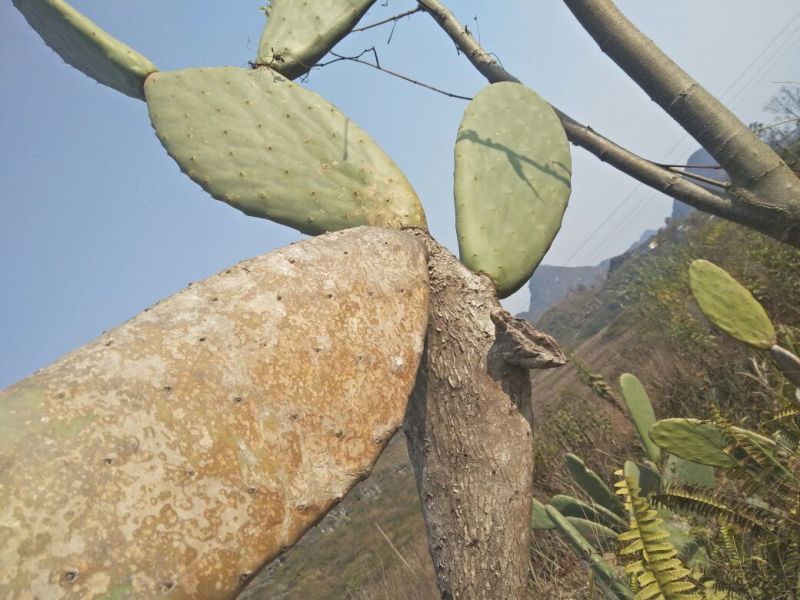 积石柳野生值物仙人掌，