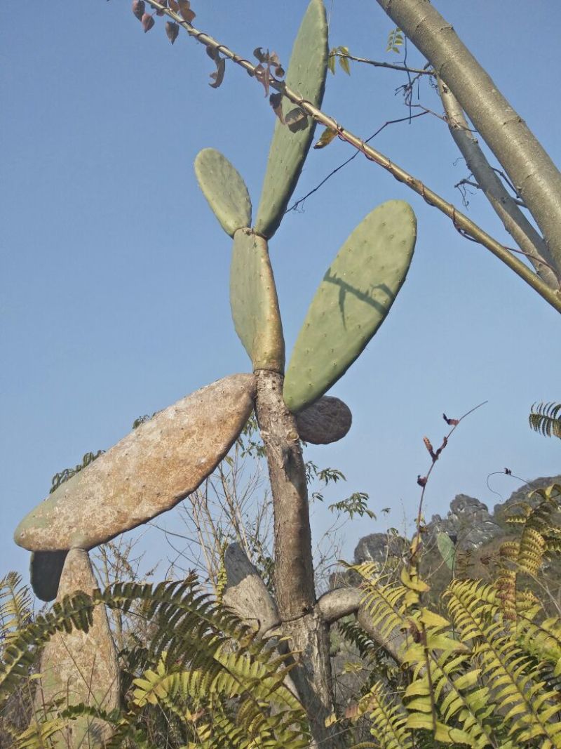 积石柳野生值物仙人掌，