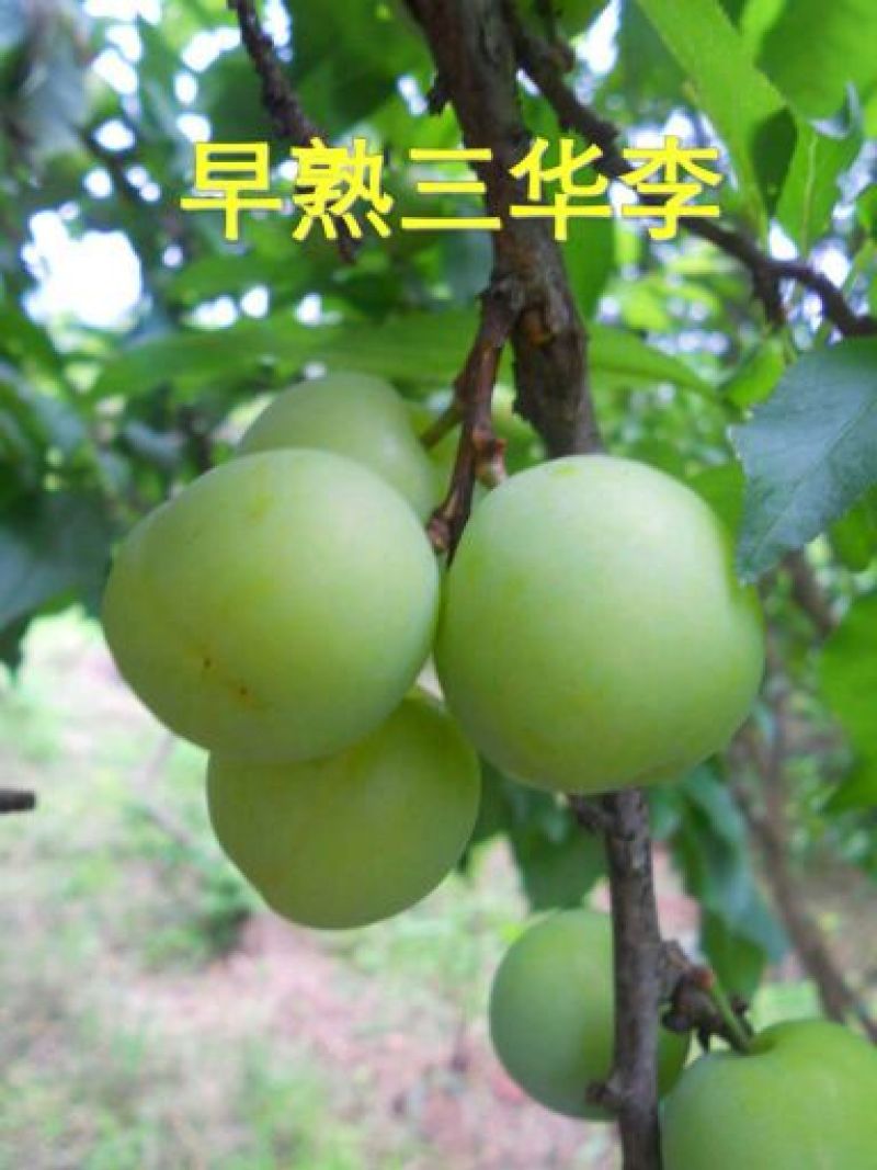 三华李树苗40~50cm