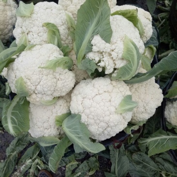 白面青梗松花菜散花2，3左右斤乳白