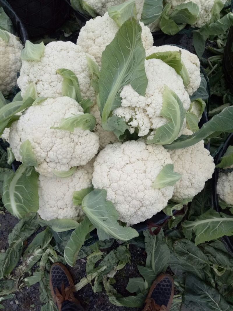 白面青梗松花菜散花2，3左右斤乳白