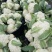 白面青梗松花菜散花2，3左右斤乳白