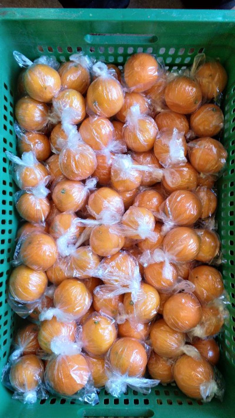 纽荷尔脐橙65mm以下
