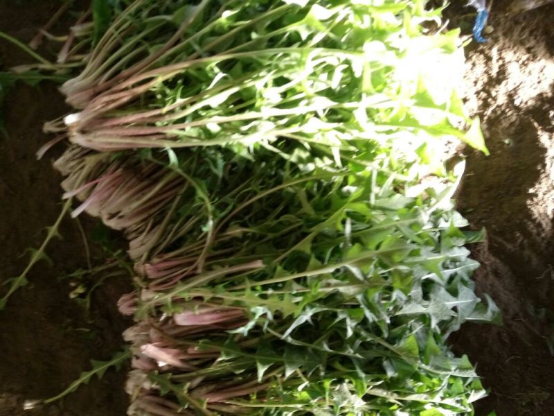 蒲公英6~10cm
