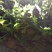 蒲公英6~10cm