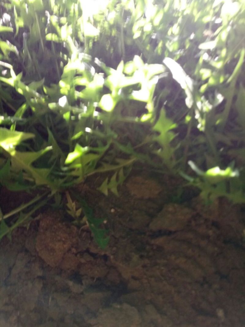 蒲公英6~10cm