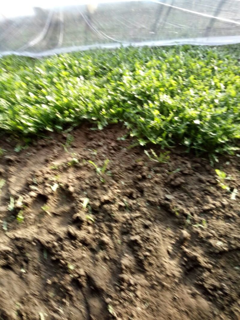 蒲公英6~10cm