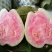 西瓜芭乐红宝石番石榴苗30~50cm