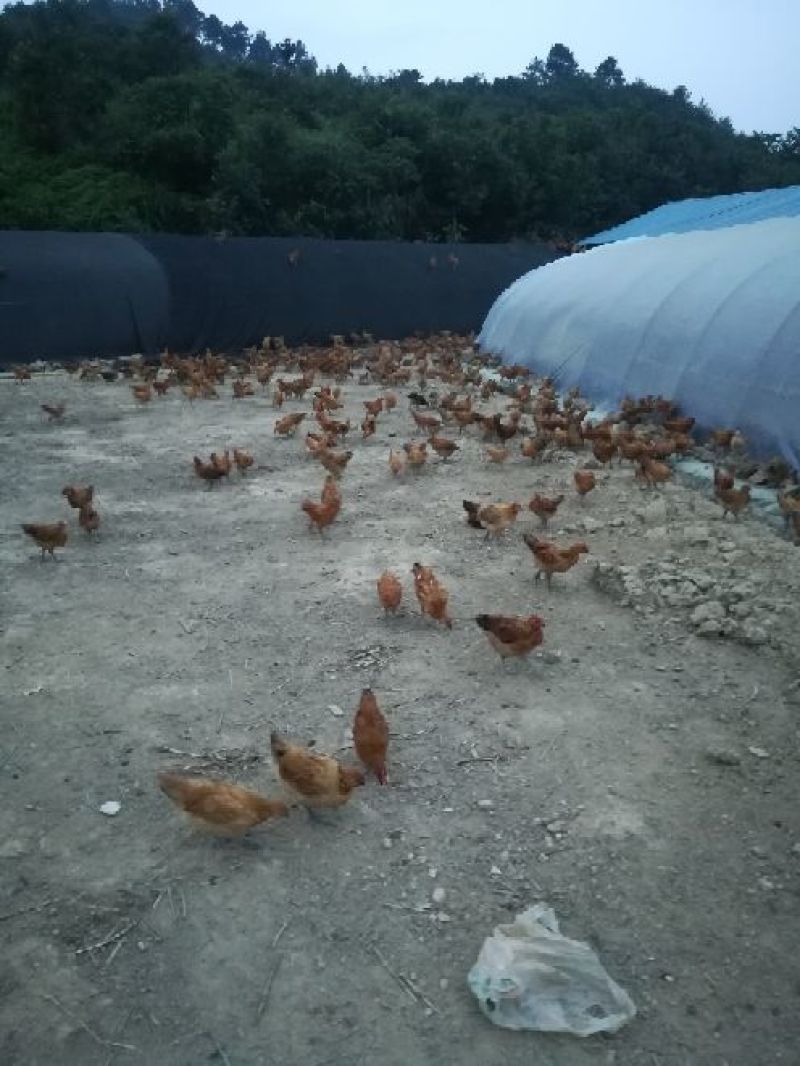 鸡散养土鸡2斤以下