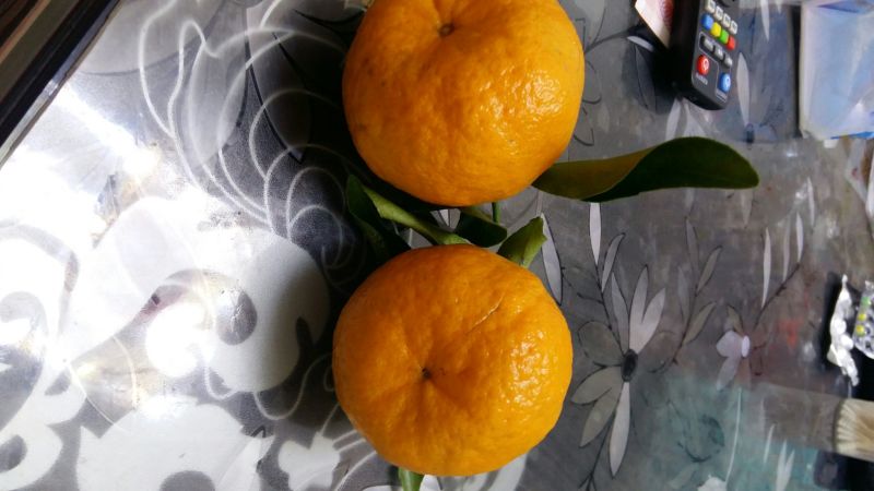 椪柑60起步上不封顶。大量现货供应。质量有保障