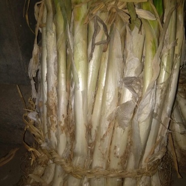 长白大葱30~40cm毛葱2cm左右