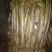 长白大葱30~40cm毛葱2cm左右