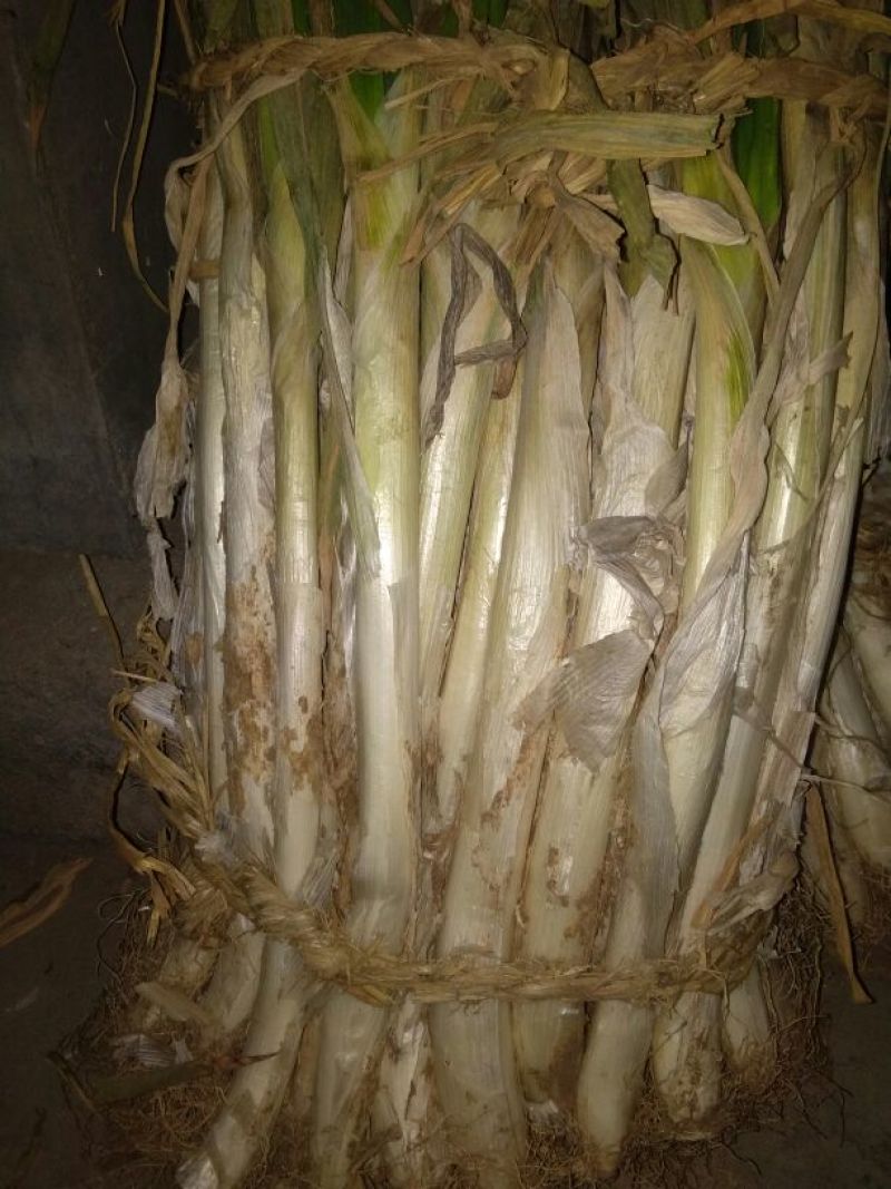 长白大葱30~40cm毛葱2cm左右