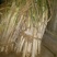 长白大葱30~40cm毛葱2cm左右