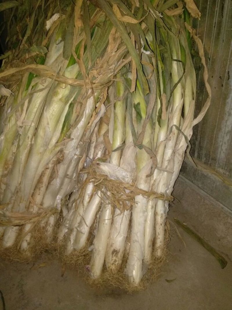 长白大葱30~40cm毛葱2cm左右