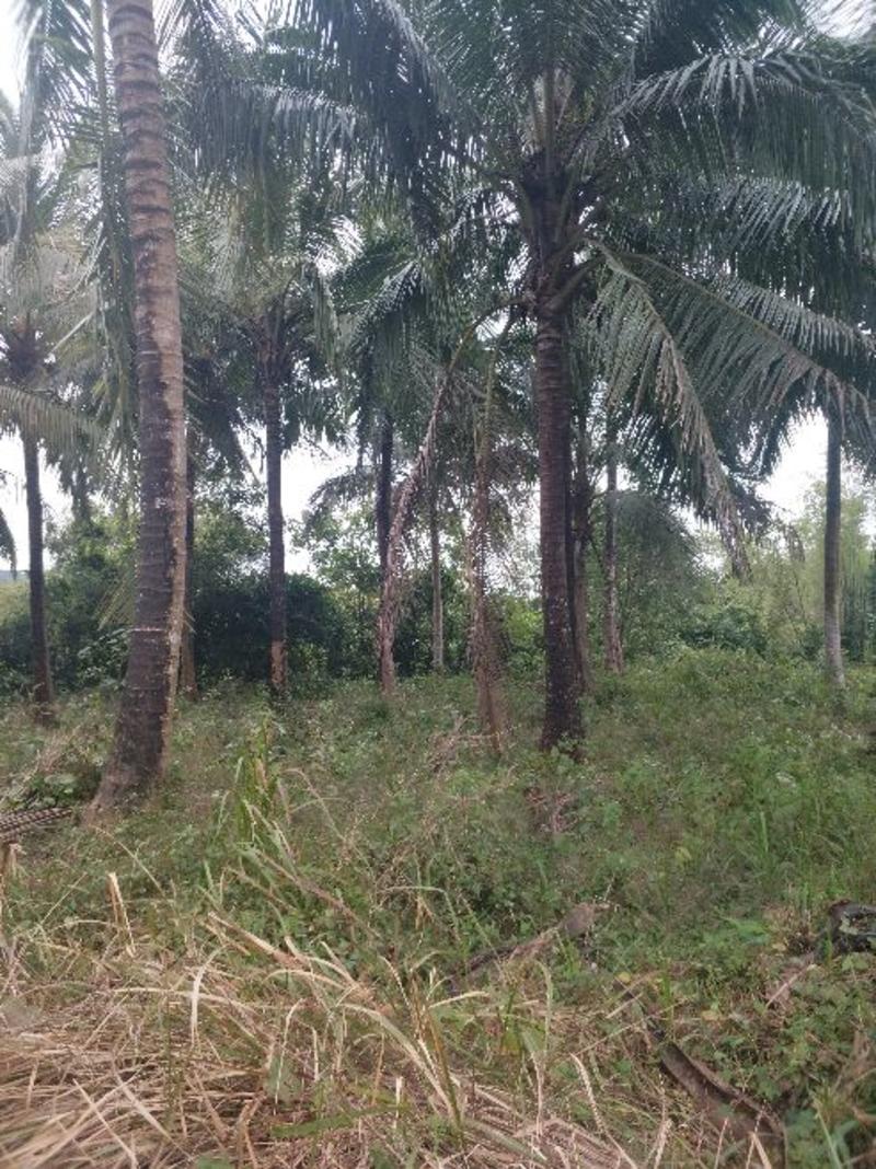 椰子树2~5m