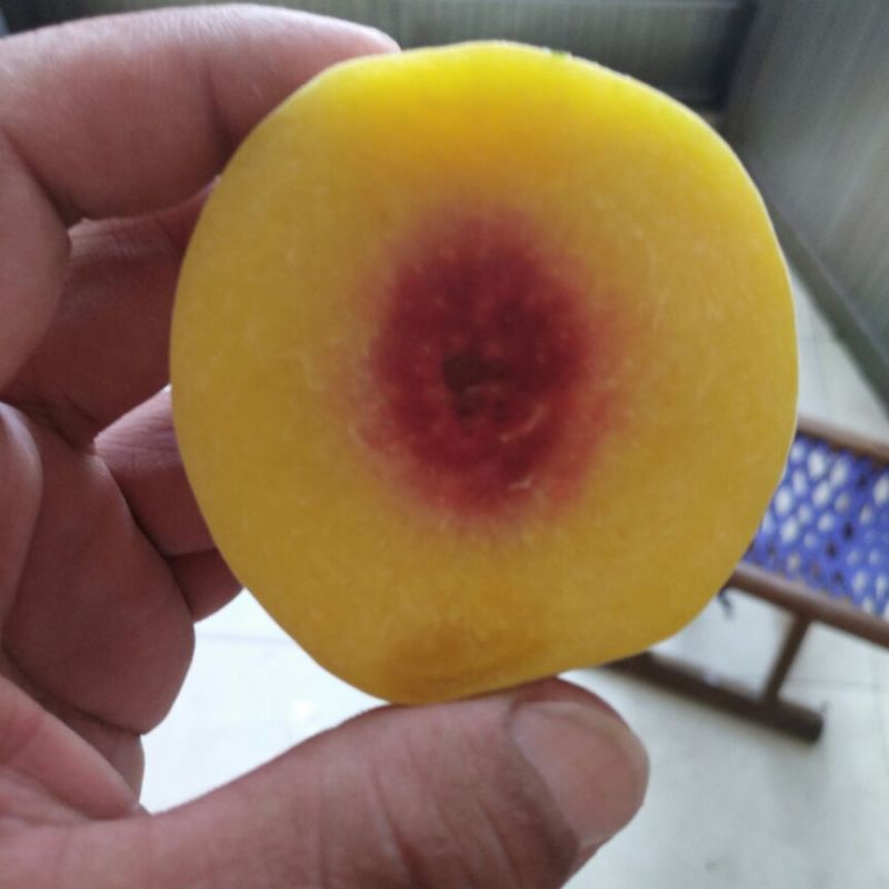 桃树苗80cm以上桃树成苗早熟中熟晚熟