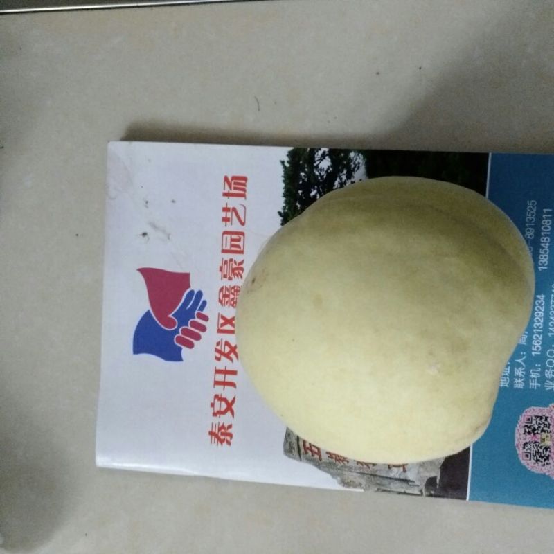 桃树苗80cm以上桃树成苗早熟中熟晚熟