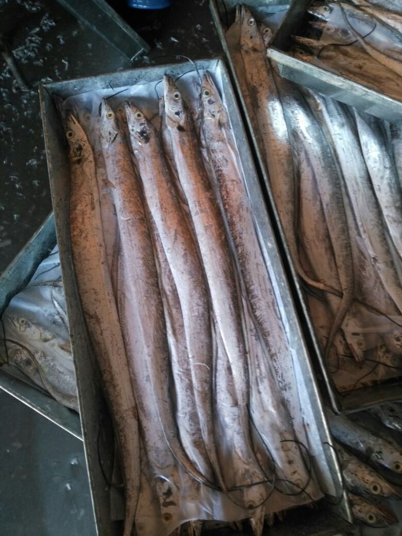 刀鱼食用冻鱼