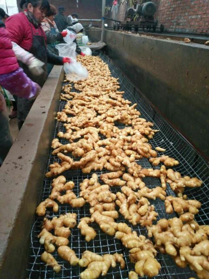小黄姜批发产地常年供应生姜小姜姜支持全国发货