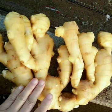 德州生姜/小黄姜/鲜姜/老姜/风干姜/大黄姜/坏烂包赔