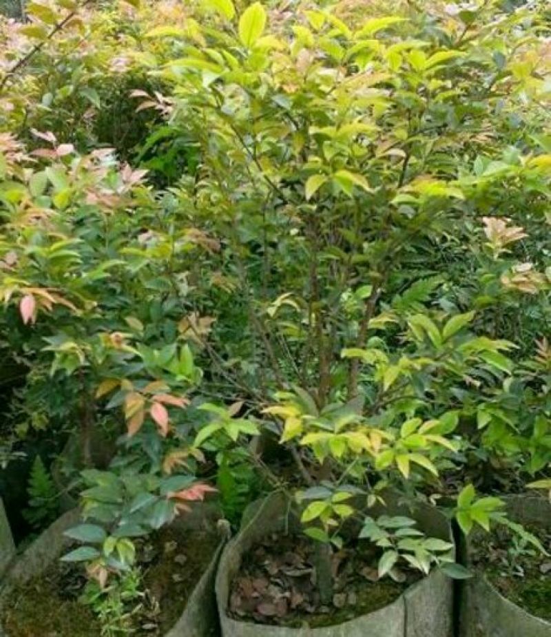 嘉宝果树苗2年！！！！！！！！