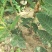 基地直销优质大红袍板栗苗0.7-1-2公分板栗苗价格