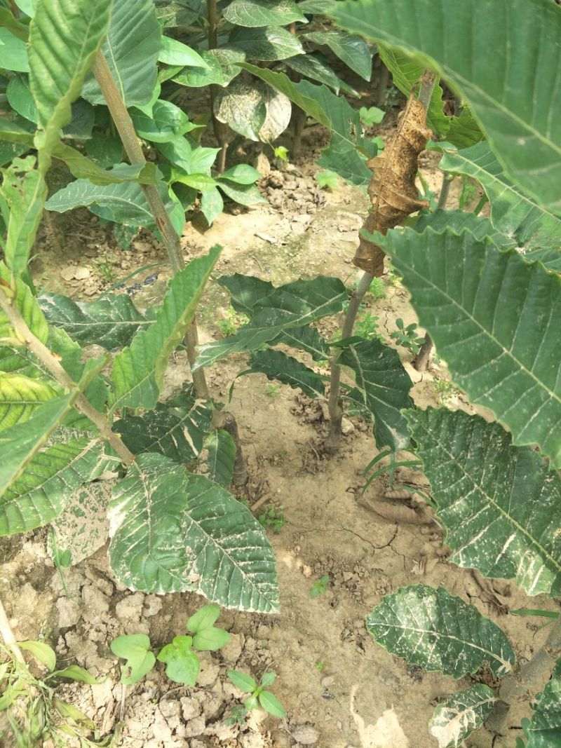 基地直销优质大红袍板栗苗0.7-1-2公分板栗苗价格