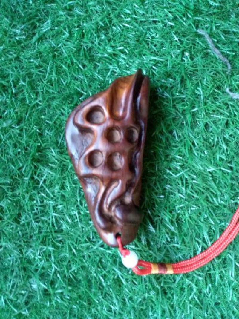 崖柏12~14cm0.5米以下
