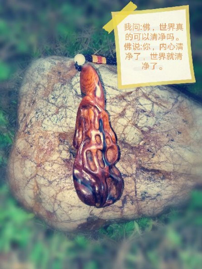 崖柏12~14cm0.5米以下
