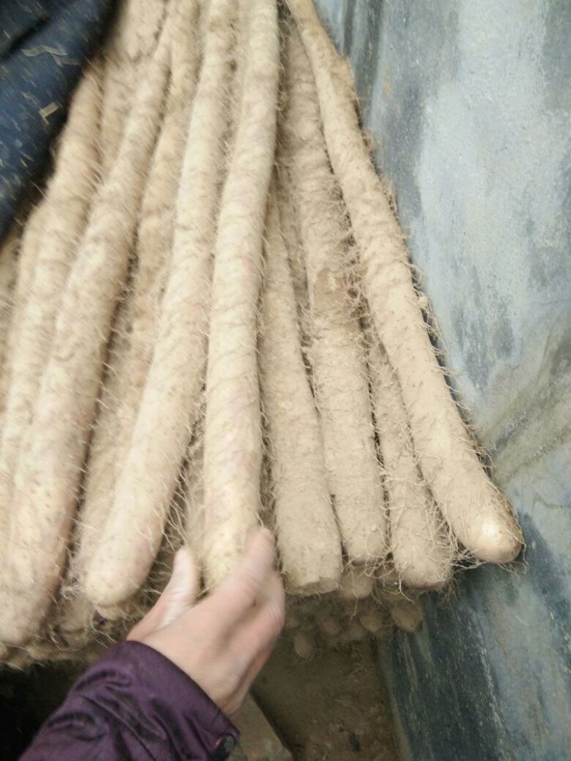 铁棍山药2~3厘米80~90厘米特级通货