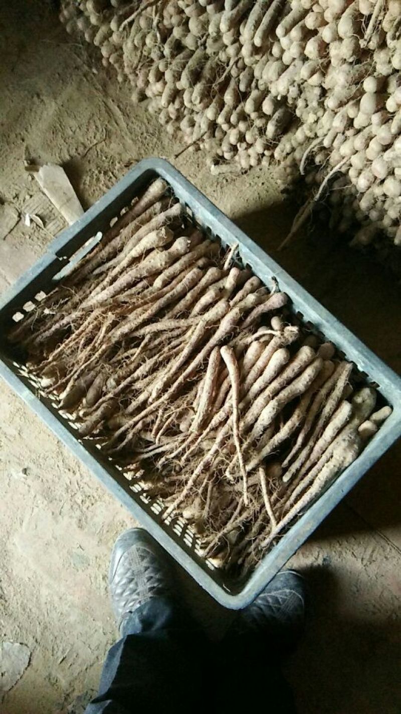 铁棍山药2~3厘米80~90厘米特级通货