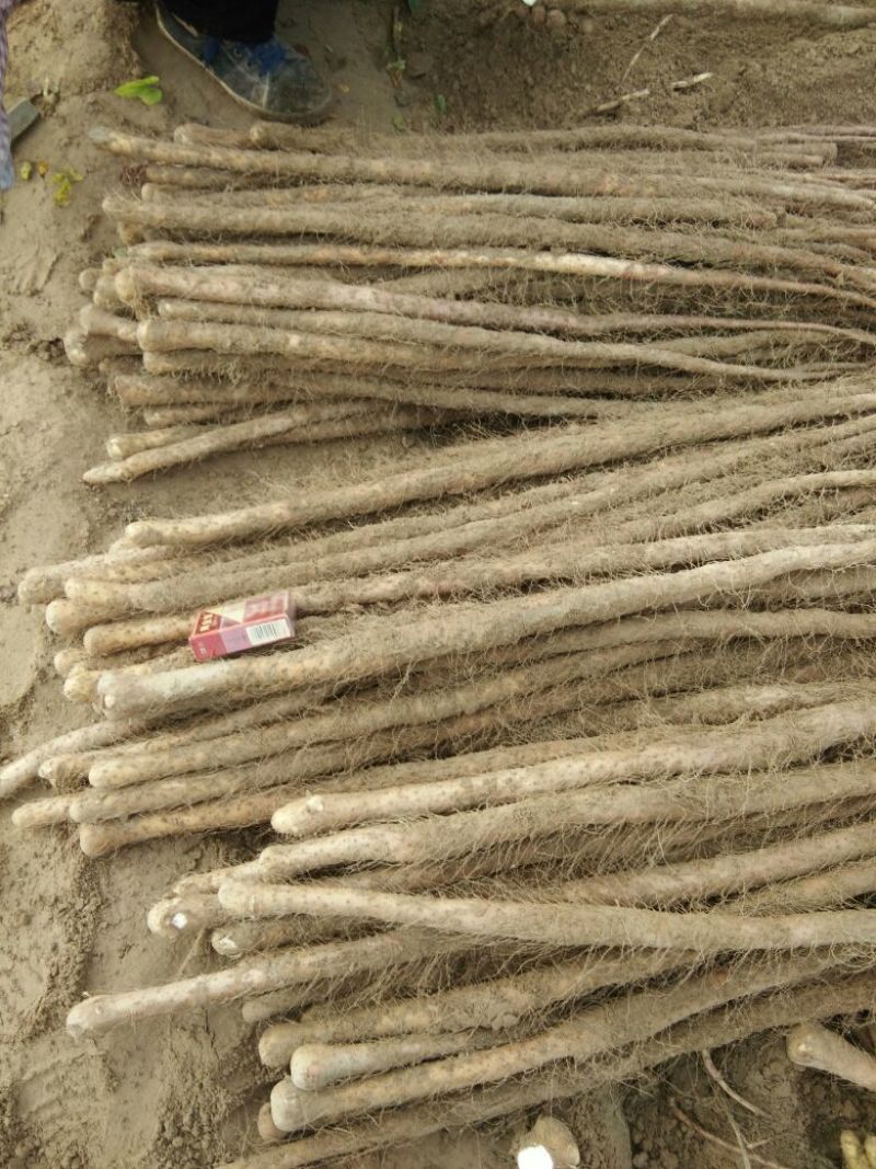 铁棍山药2~3厘米80~90厘米特级通货