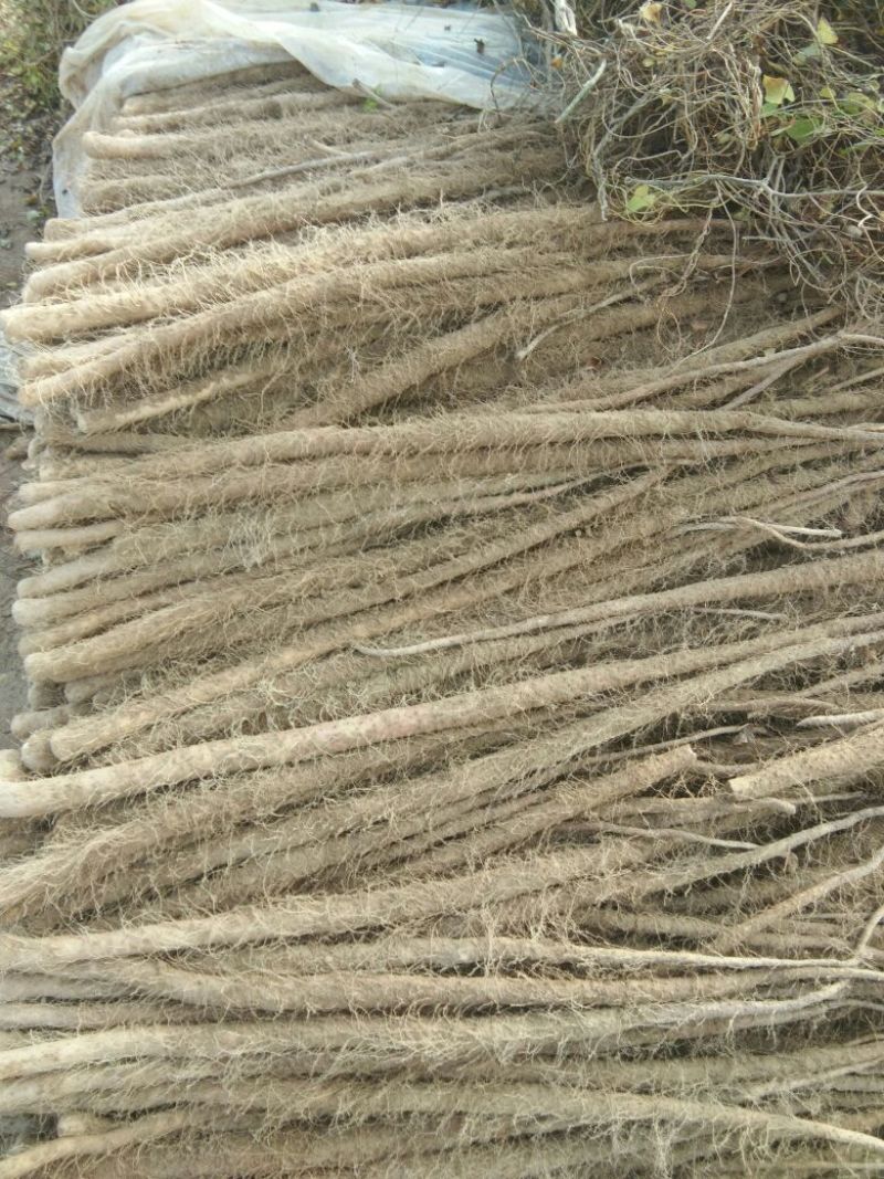 铁棍山药2~3厘米80~90厘米特级通货