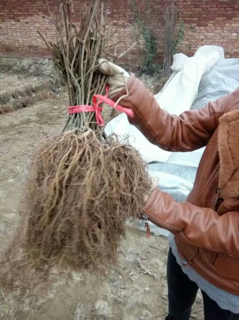 猕猴桃苗绿红心猕猴桃实生苗批发水杨桃沾木苗批发欢迎致电