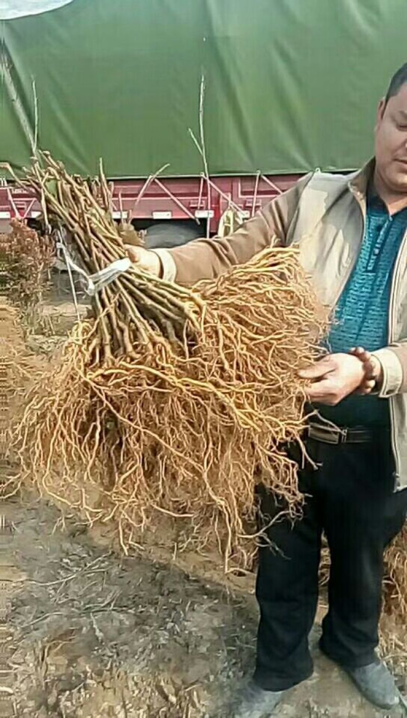 猕猴桃苗绿红心猕猴桃实生苗批发水杨桃沾木苗批发欢迎致电