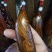 崖柏2cm以下0.5米以下