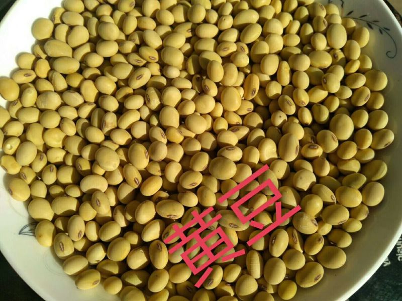 芸豆15cm以上