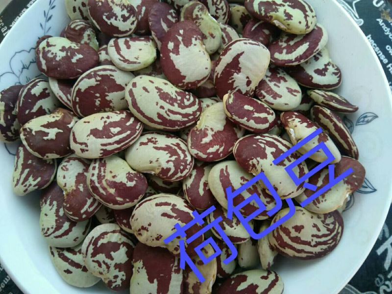 芸豆15cm以上