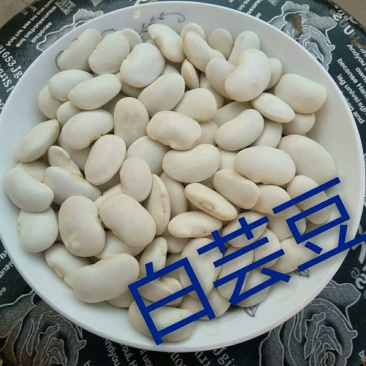 芸豆15cm以上