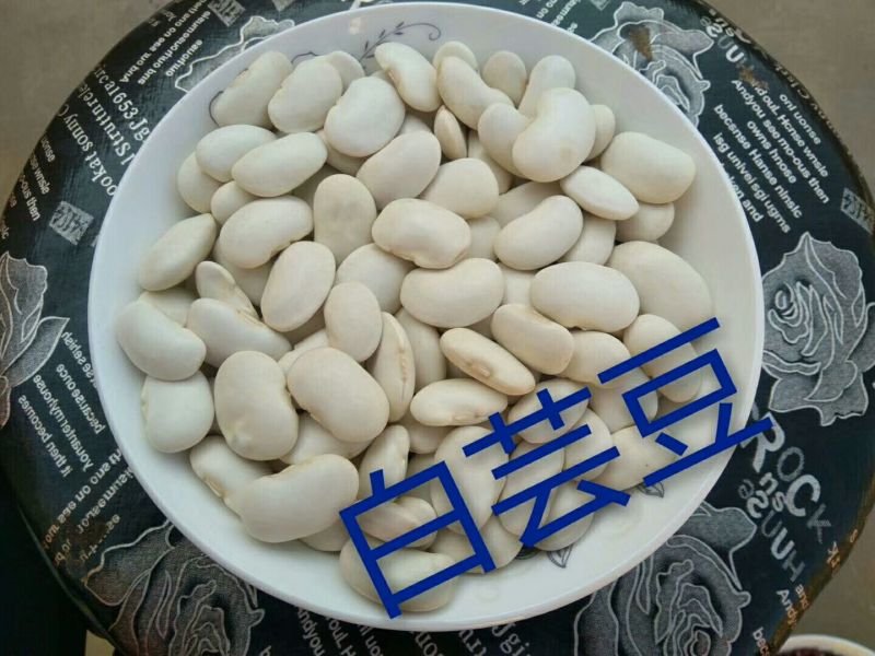 芸豆15cm以上