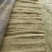 九斤黄山药4~6厘米一级通货50~70厘米
