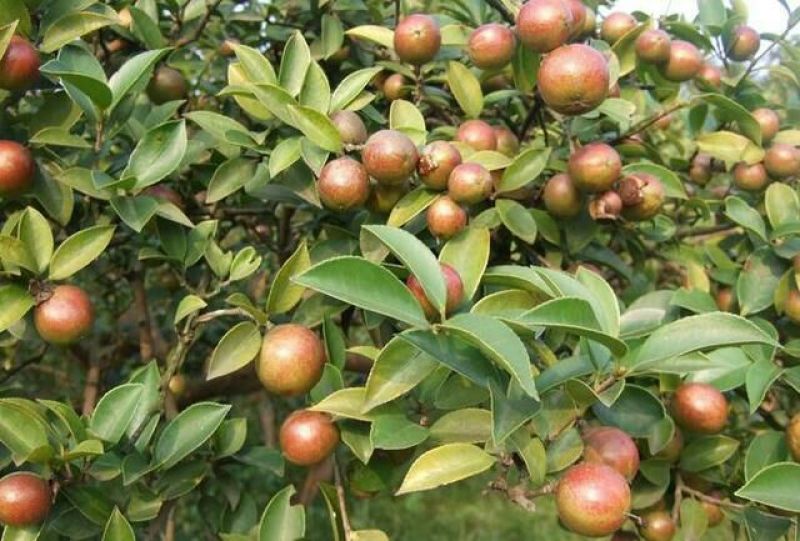 软枝油茶苗30~50cm